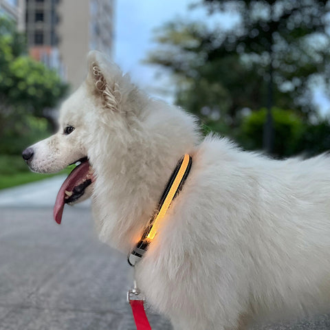 LED Cat & Dog Collar